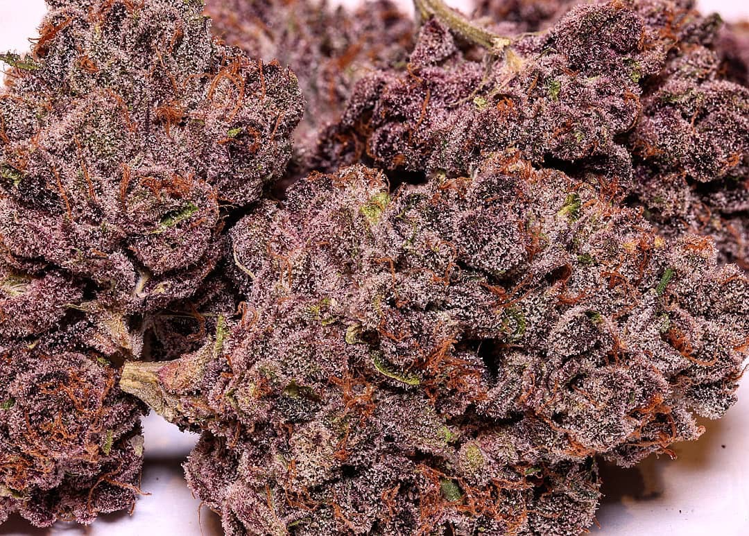 Purple Kush KUSH ALLEY